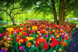 a park full of flowers