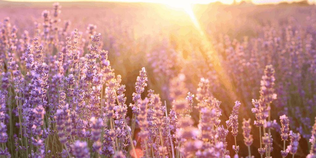 My Eco 2020 Lavender field