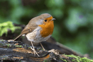 Change for Nature Campaign Robin
