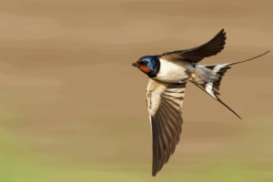 Migrating Birds Swallow