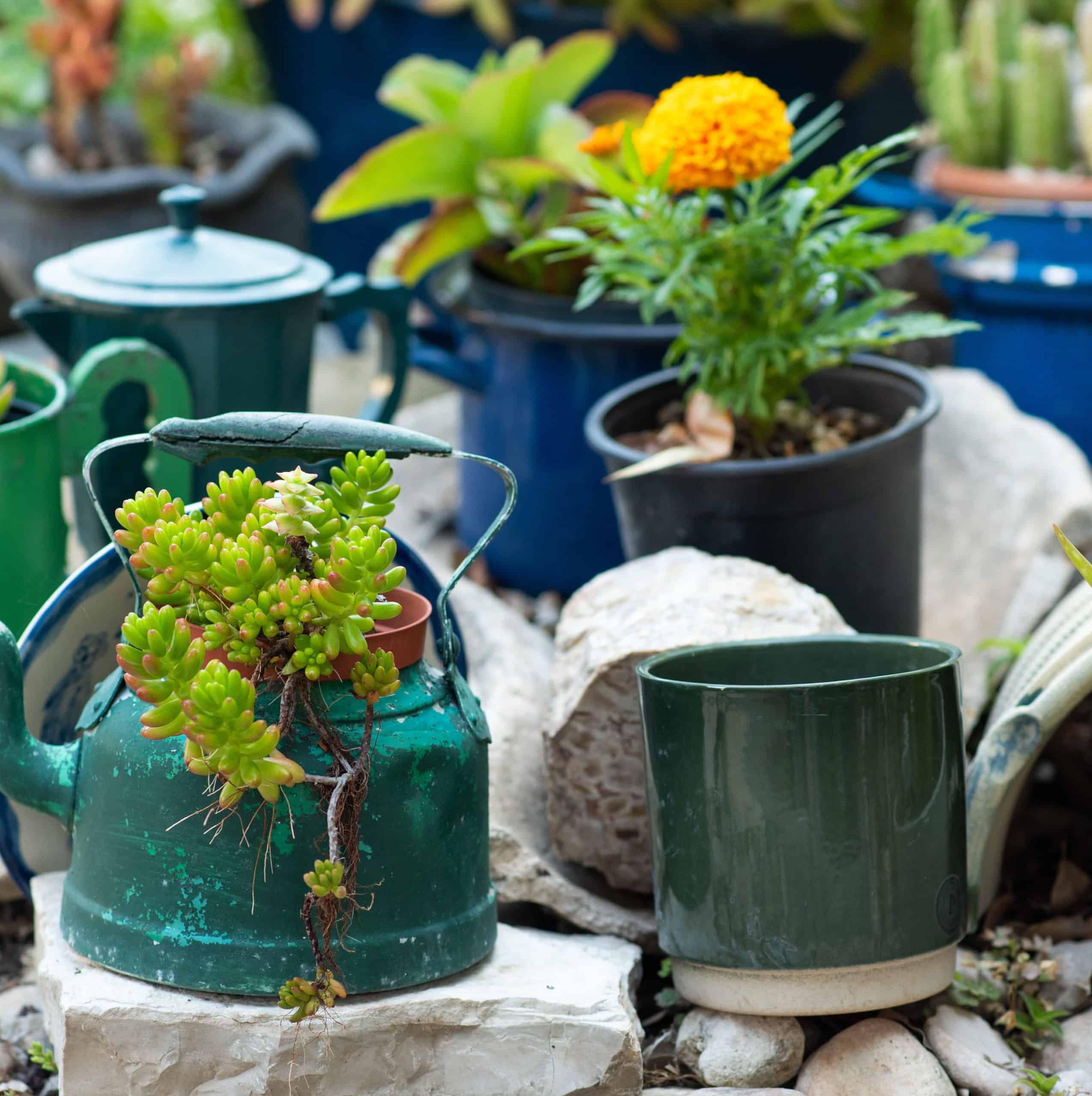 Reduce, reuse, recycle planter, craft ideas. Second-hand kettles, saucepans, old teapots turned into garden flower pots. 