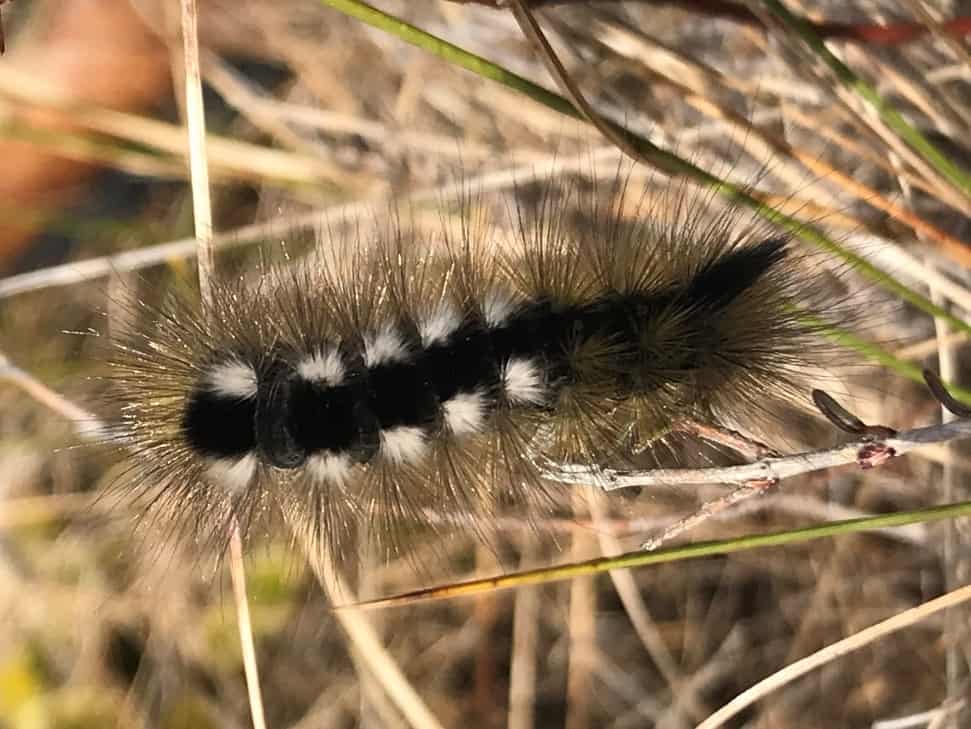Dark tussock caterpillar in a bog habitat