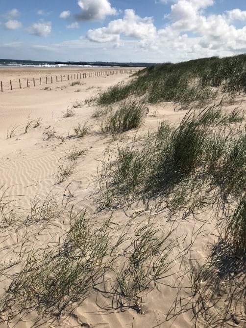 Embryo dune development following fence installation conservation work, June 2018. (Photograph from NIEA)