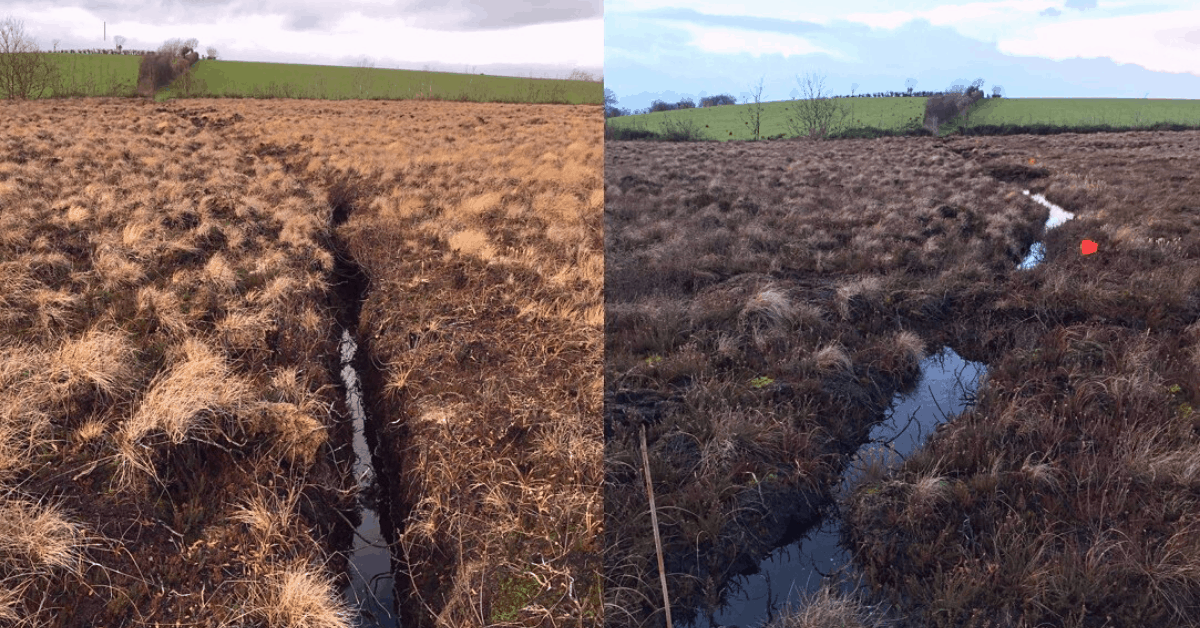 Raised bog restoration. Before and after drain blocking in bog.