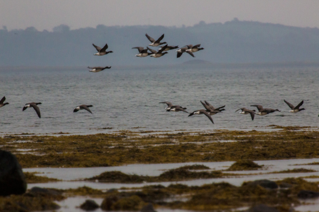 Brent Geese flying over water