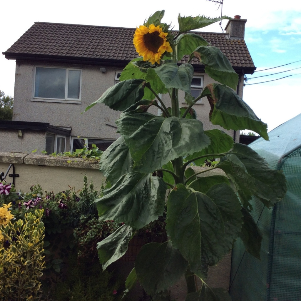 I grew this sunflower to over 10ft high.