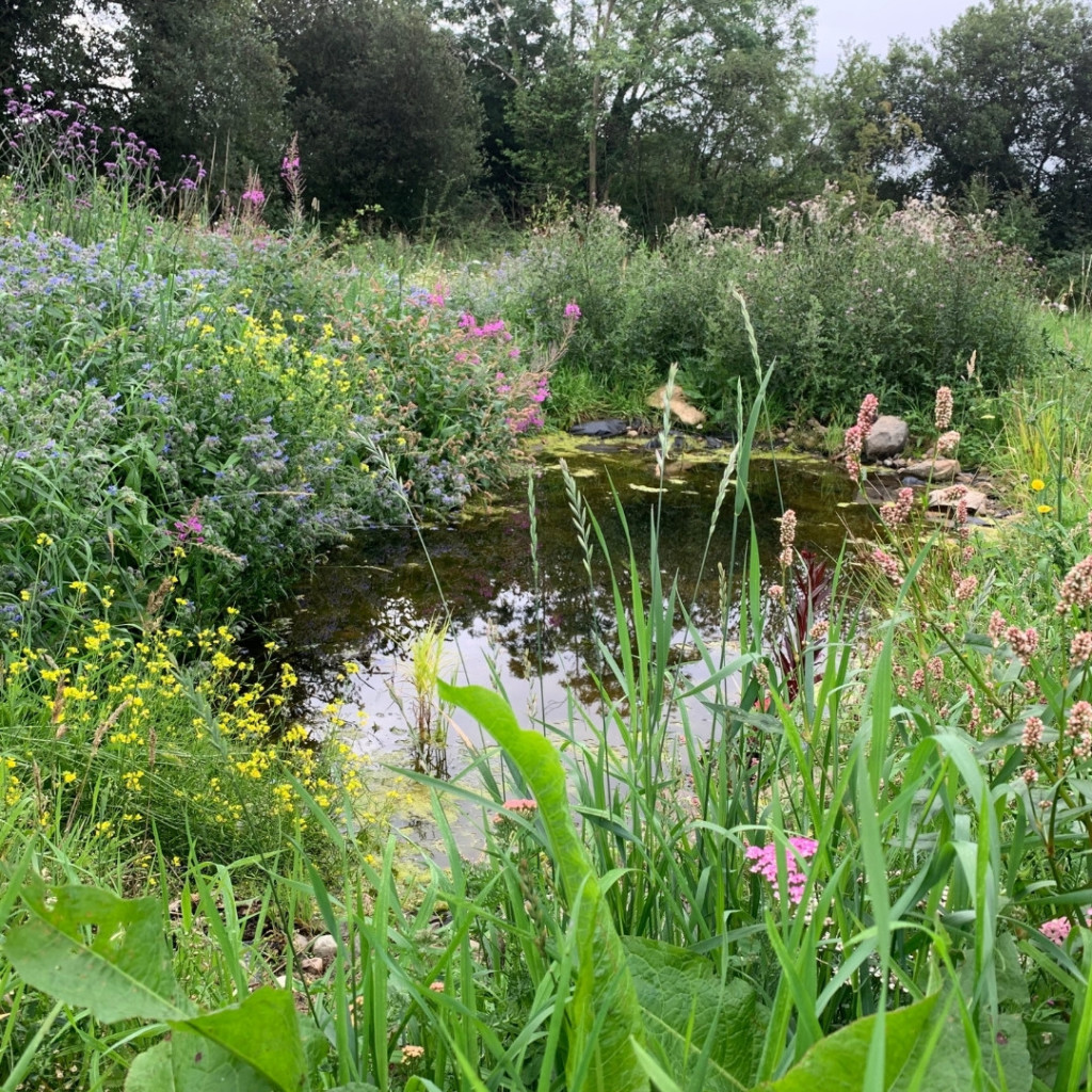 I created 2 wildlife ponds (a shallower one and a deeper one) all planted with native plants.