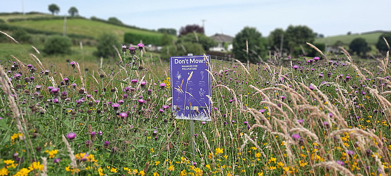 Don't Mow/Wild about Meadows Programme at Maguiresbridge, County Fermanagh in Northern Ireland.