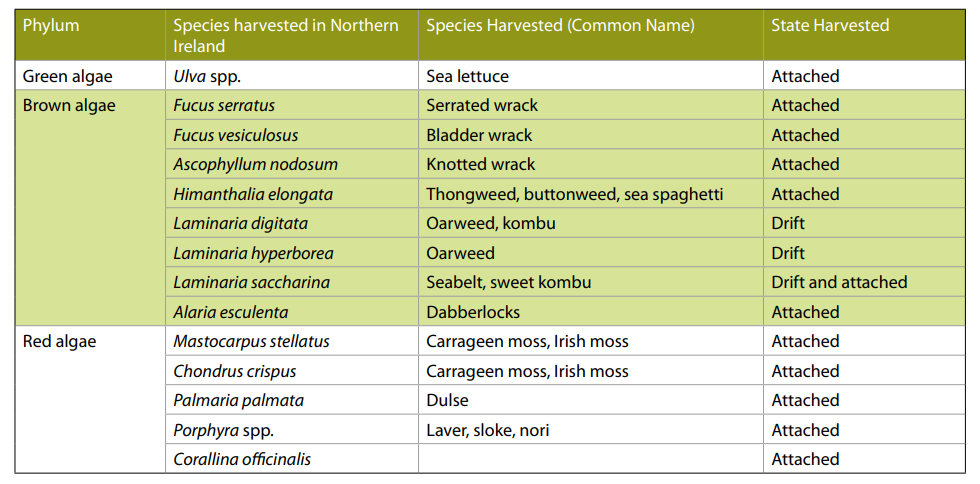 Seaweed harvested in Northern Ireland