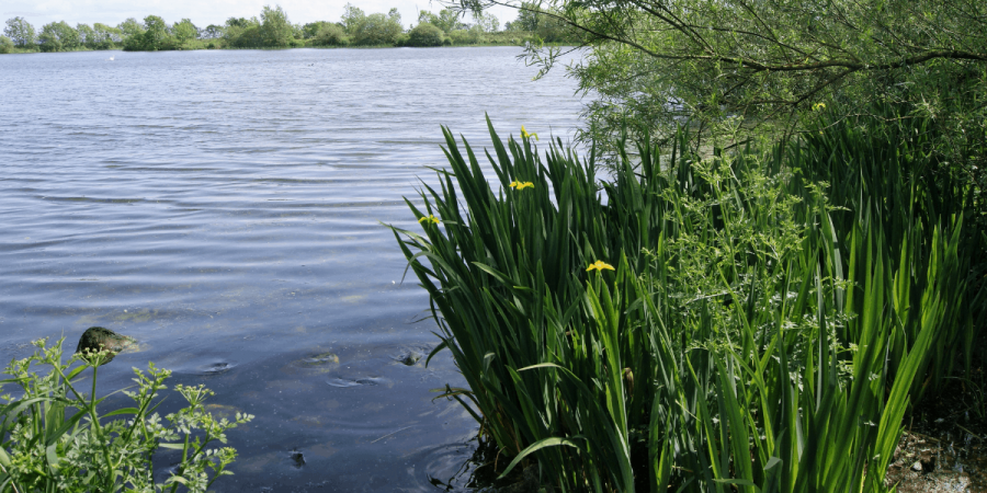 Wet Grassland restoration - Lough Beg ASSI